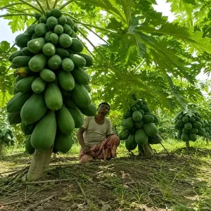 ফার্স্ট লেডি পেঁপে বীজ ২ প্যাকেট ৮০০টাকা মাত্র