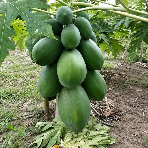🌿 ফার্স্ট লেডি পেঁপে বীজ 🌿
১ প্যাকেট ৪৫০ টাকা