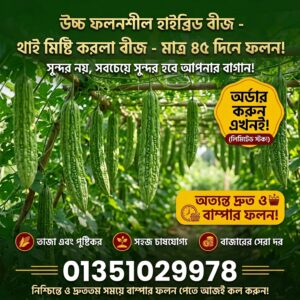 থাই হাইব্রিড মিষ্টি করলা বীজ ২প্যাকেট ৭০০ টাকা